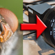 Illustration for article titled How This Bug-Inspired Compound Eye Could Transform Missile Seeker Tech